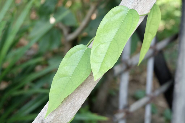 Vegetales y hierbas, hojas frescas de Tiliacora Triandra o Bai Ya Nang Escalando en el poste de bambú. Utilizado como Alimentos Saludables y Medicamentos Herbales. - Foto, Imagen