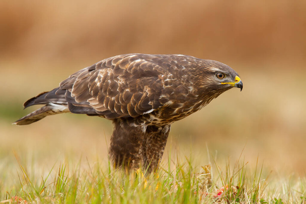 Buitre común feroz, buteo buteo, inclinado hacia adelante mientras se sienta en el suelo en otoño. Pájaro de presa con plumaje marrón en un prado con hierba verde desde la vista lateral. - Foto, imagen