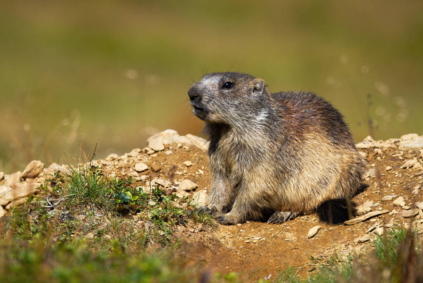 Alp dağ sıçanı, marmota marmota, toprak ve taşlardan oluşan bir tepenin üzerindeki mağaranın önünde oturuyor. Dağ çevresinde kahverengi kürklü büyük kemirgen. Yaz doğasında vahşi yaşam. - Fotoğraf, Görsel