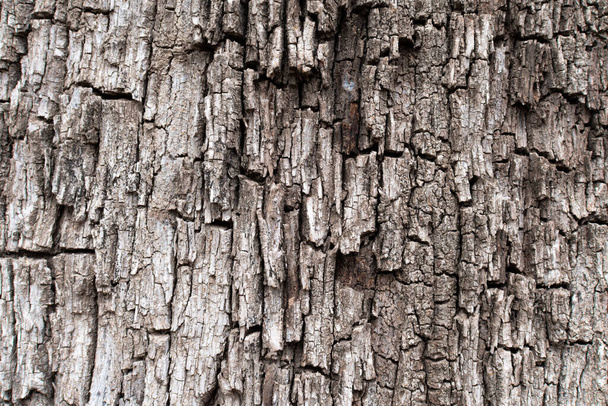 Background of quite cracked tree bark. - Photo, Image