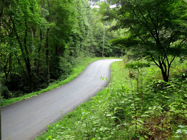 Winding one lane forest road  - Фото, зображення