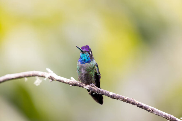 Talamanca hummingbird perched on a tree branch in Costa Rica - Photo, Image