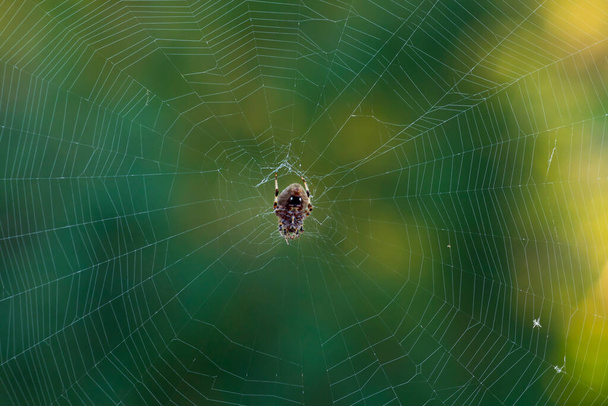 Orbweaver hämähäkki keskellä sen web kesäaamuna eristetty vihreä bokeh tausta. Vain naaraspuoliset kutojat pyörittävät verkkoja. Yleensä yöhämähäkit, orbweaver-hämähäkit vaihtavat vuorokausirytmiin loppukesällä tai alkusyksyllä..  - Valokuva, kuva
