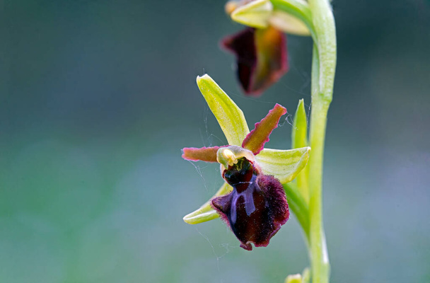 Esphegodos de Ophrys aranha-Orchid adiantados - Foto, Imagem