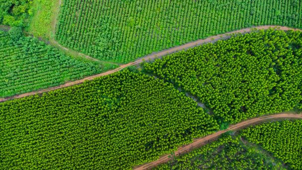 Widok z lotu ptaka plantacji Eukaliptusa w Tajlandii. Przechwytywanie drogą lotniczą. - Zdjęcie, obraz