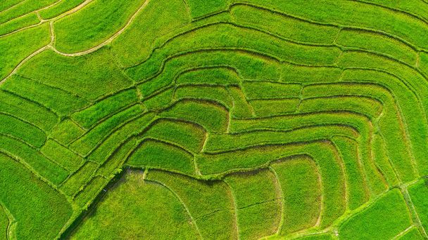 Vista aérea de las terrazas de arroz verde en las montañas en primavera. Hermosa zona verde de arrozales jóvenes o tierras agrícolas en el norte de Tailandia. Fondo de paisaje natural. - Foto, imagen