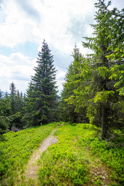 Road in the pine forest, Carpathian mountains in the summer - Foto, imagen