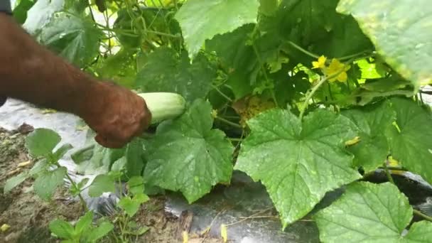 creeping cucumber fruit hanging on the vine stems. - Footage, Video