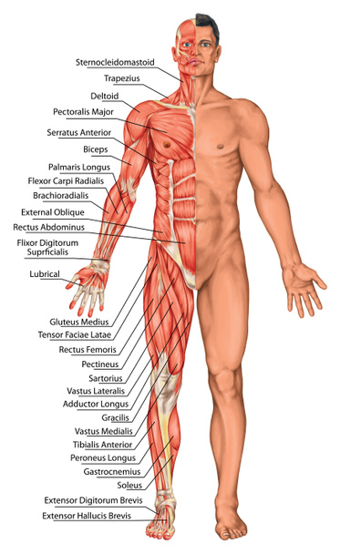 Placa anatômica, anatomia masculina, corpo anatômico do homem, sistema muscular humano, anatomia da superfície, formas do corpo, visão anterior, corpo inteiro
 - Foto, Imagem