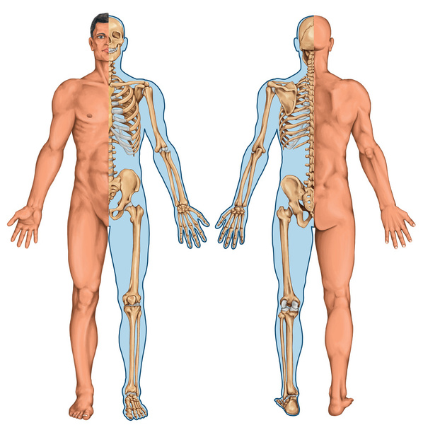 Corpo anatômico do homem, esqueleto humano, anatomia do sistema ósseo humano, anatomia da superfície, formas do corpo, visão anterior posterior, corpo inteiro
 - Foto, Imagem