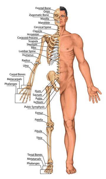 Tablero anatómico, cuerpo anatómico, esqueleto humano, anatomía del sistema óseo humano, anatomía superficial, formas del cuerpo, vista anterior, cuerpo completo
 - Foto, Imagen