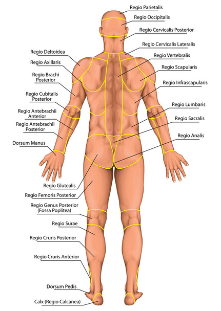 Anatomical board, region of a human body, regions corporis, male, man's anatomical body, surface anatomy, body shapes, posterior view, full body - Photo, Image