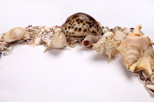 морська оболонка triton murex concha bivalves tellins гребінці тюльпани зірка Natica tun cowrie на білому фоні копія тексту рамка
  - Фото, зображення