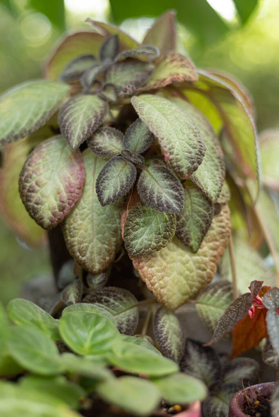 episcia cupreata nebo plamen fialové okrasné rostliny v zahradním domě - Fotografie, Obrázek