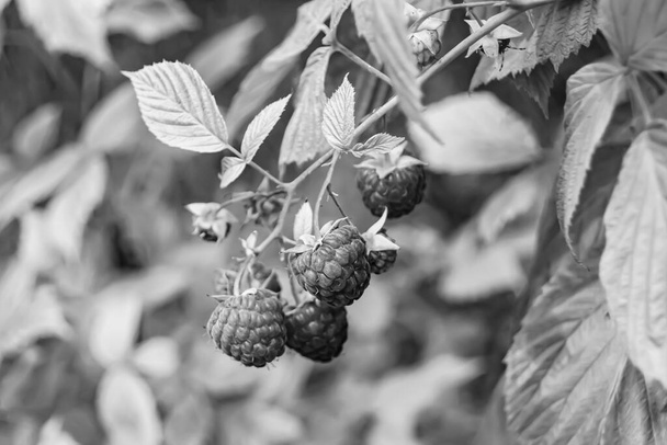 Photography on theme beautiful berry branch raspberry bush with natural leaves, photo consisting of berry branch raspberry bush outdoors in rural, floral berry branch raspberry bush in big garden - Photo, Image