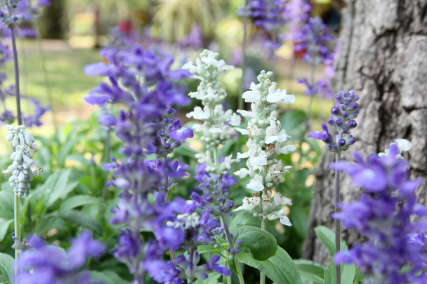 violette Salvia-Blüten - Foto, Bild