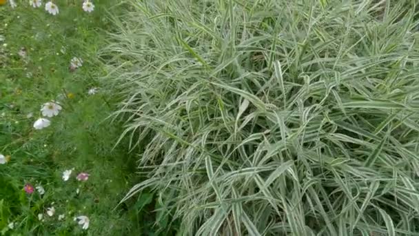Bushes of the ornamental sedge Carex morrowii variety with wet leaves - Footage, Video