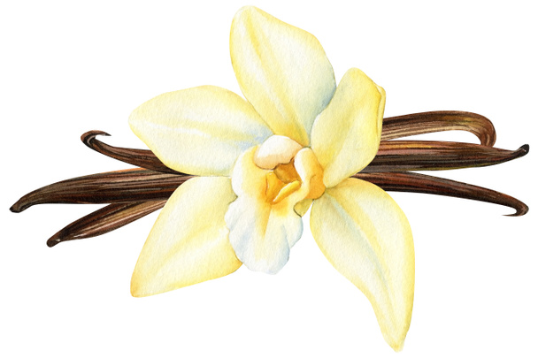 Цветок ванили, сушеная фасоль и листья акварельная иллюстрация. Орхидея изолирована на белом фоне. Высокое качество иллюстрации - Фото, изображение