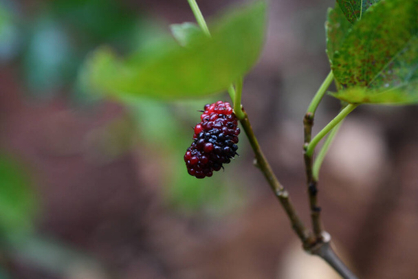 fruta de morera de colores en el jardín - Foto, imagen