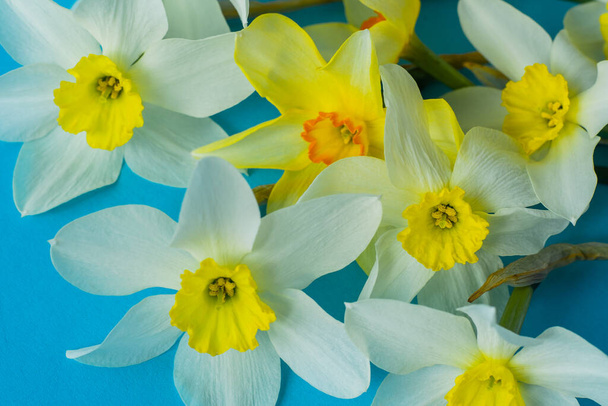 White and yellow daffodils on a blue background. Flower with orange center. Spring flowers. A simple daffodil bud. Narcissus bouquet. Floral concept. - 写真・画像