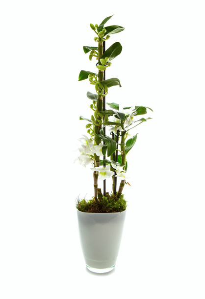 weiße Dendrobium-Orchidee in einem Glastopf isoliert auf weißem Backgro - Foto, Bild