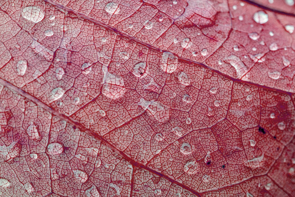              gotas de lluvia sobre las hojas rojas en temporada de otoño, fondo rojo                   - Foto, Imagen