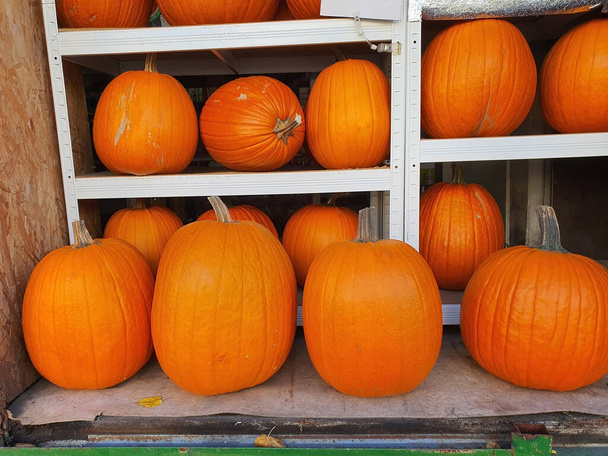 Medium size and big orange Halloween pumpkins on shelves in store. Selective focus. Halloween and Thanksgiving decoration and shoppping concept - Foto, imagen