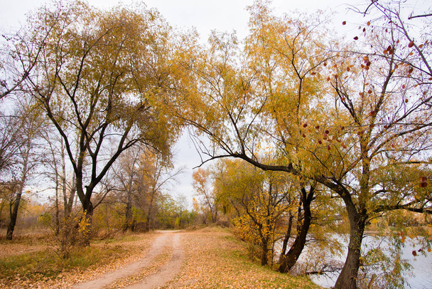 Autumn leaves on the tree. Season of colorful foliage. - Valokuva, kuva