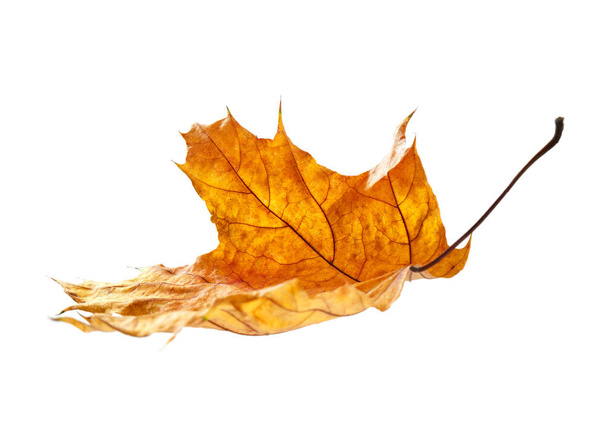 folha de outono no fundo branco - Foto, Imagem