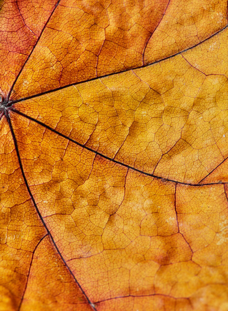 Orange autumn leaf close-up - Photo, Image
