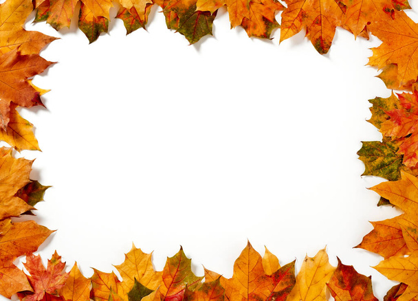 hojas de otoño sobre fondo blanco - Foto, imagen