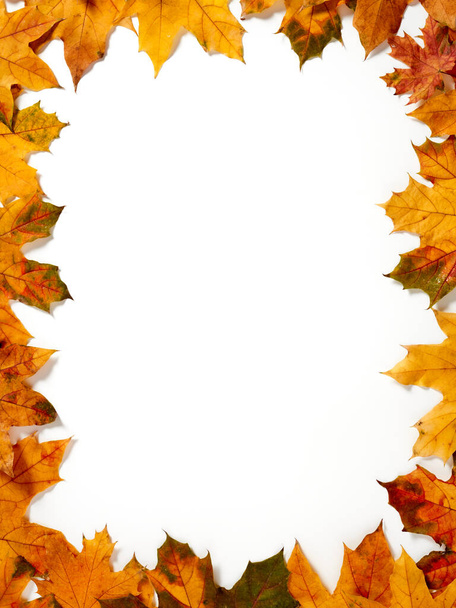 őszi levelek fehér háttér - Fotó, kép