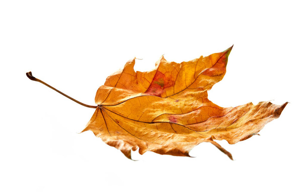 hoja de otoño sobre fondo blanco - Foto, imagen