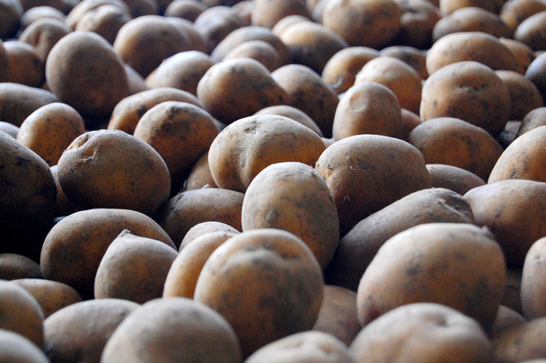 Stockage des pommes de terre
 - Photo, image