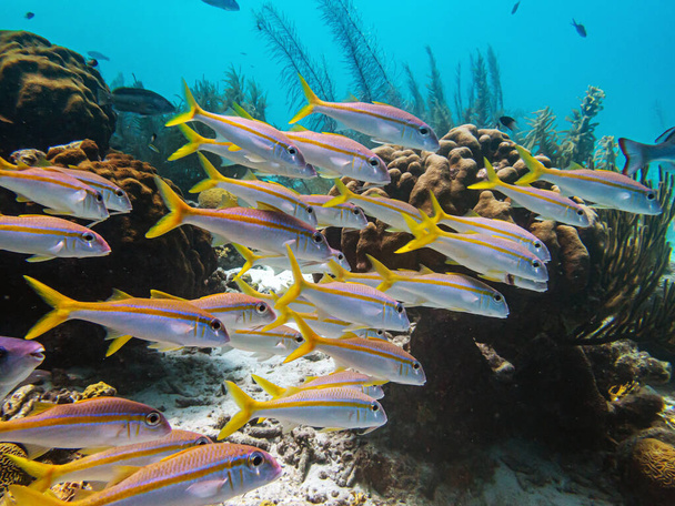 Caribbean coral reef off the coast of the island of Bonaire - Photo, Image