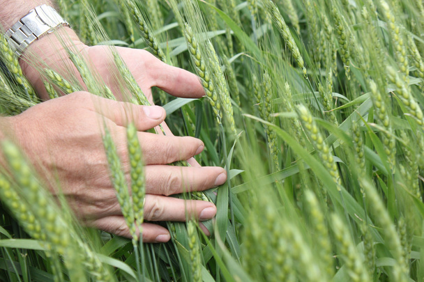 Pšenice a agronom ' ruce - Fotografie, Obrázek