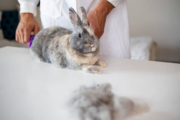 Primer plano del médico veterinario peinando conejo decorativo marrón - Foto, Imagen