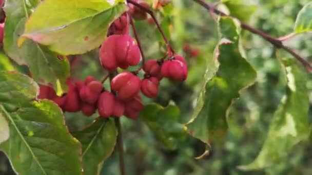 Euonymus europaeus európai orsófából nyert gyümölcsök - Felvétel, videó