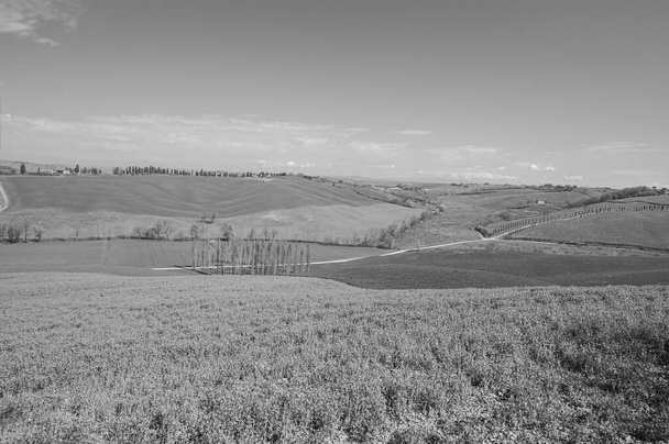 小麦、花、黒と白の時代を超越したイタリアの美しさのフィールドとトスカーナの穏やかな緑の丘 - 写真・画像