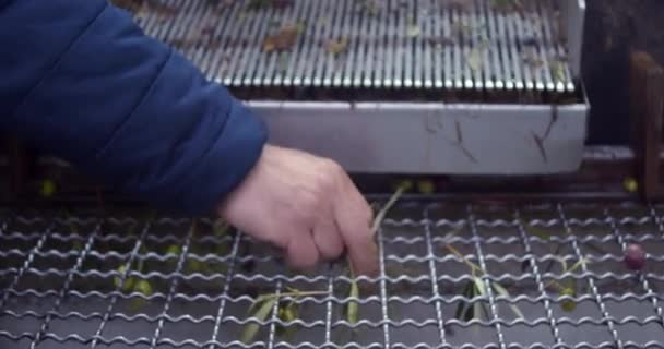 Przetwarzanie oliwek na pasie transportera oddzielone od liści i drewna szczotkowego przed przygotowaniem oliwy z oliwek z pierwszego tłoczenia w tłoczni od zbioru do tłoczenia. Wysokiej jakości materiał 4k - Materiał filmowy, wideo
