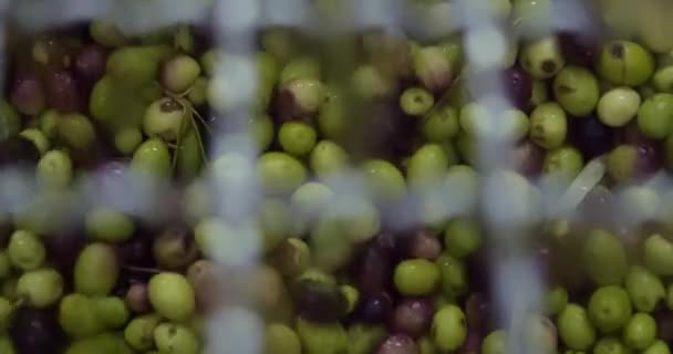 Les olives fraîchement cueillies sont prêtes pour l'extraction d'huile dans le moulin à huile. Images 4k de haute qualité - Séquence, vidéo