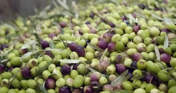 Čerstvě sklizené olivy jsou připraveny k těžbě oleje v lisovně. Vysoce kvalitní 4K záběry - Záběry, video