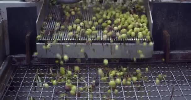 Las aceitunas en la cinta transportadora están listas para la preparación de aceite de oliva virgen extra en un molino de aceite desde la cosecha hasta el prensado. Imágenes 4k de alta calidad - Metraje, vídeo