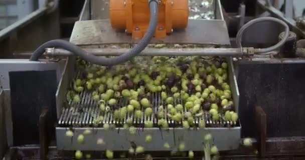 Olivy na pásovém dopravníku jsou připraveny k přípravě extra panenského olivového oleje v lisovně od sklizně po lisování. Vysoce kvalitní 4K záznam - Záběry, video