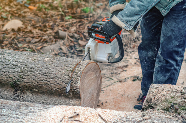 Kettensäge Nahaufnahme eines Holzfällers, der einen großen dicken Baumstamm zersägt, schneidet ein schmales Fragment eines am Boden liegenden Baumes ab, Sägemehl fliegt zur Seite. - Foto, Bild