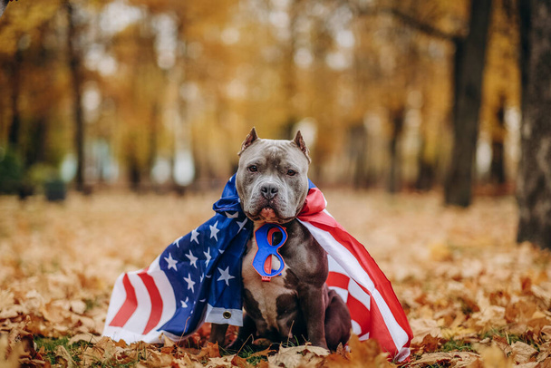 A dog in a superhero costume. A pet on a walk in the park in a funny costume. American Bully dog dressed as a superhero Captain America for a walk in the park in autumn. - Foto, afbeelding