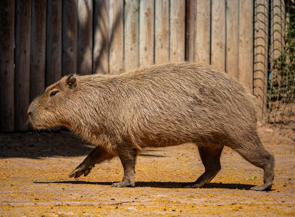 A large capybara with red and brown fur, seen in profile, walking on all fours. - Photo, Image