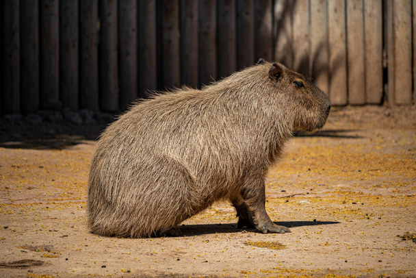 A large capybara with red and brown fur, seen in profile, sitting on its rear legs. - Фото, изображение