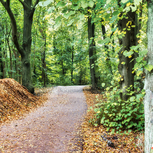 The Hague, Netherlands - October 23 2020 : a trail in a forest in fall or autumn with leaves that dropped on the ground and still green trees and trunks - Фото, изображение