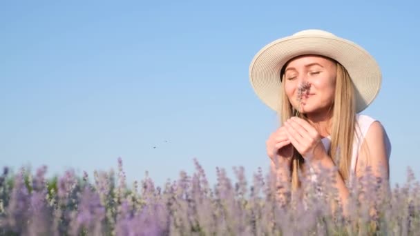 A blonde woman sits among a lavender flower against a blue sky and smells the flowers. Harvest of lavender flowers. The scent of lavender - Footage, Video